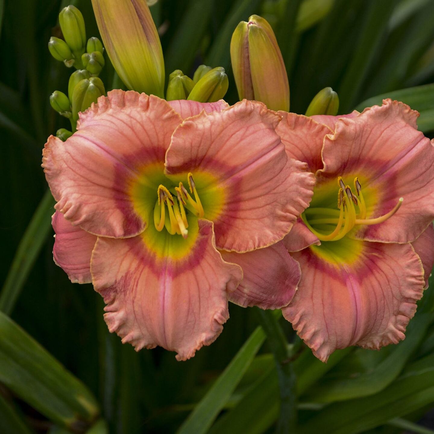 'Elegant Candy'